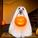 Get The Most Out Of Your Bulk T Shirts With These 12 Pawfect DIY Dog Costumes for Halloween